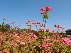 赤蕎麦（高嶺ルビー）