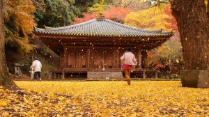 銀杏が乱舞する富貴寺
