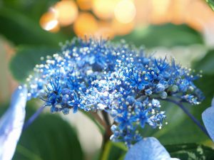紫陽花